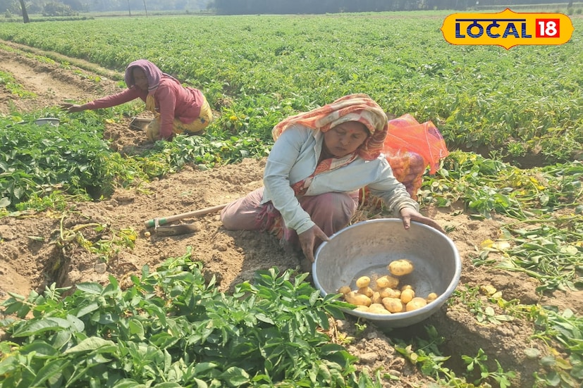 পূর্বস্থলী ২ ব্লকের কাঁলেখাতলা ১ পঞ্চায়েতের অন্তর্গত ধিতপুর এলাকায় আলু চাষিরা পড়েছেন চরম দুশ্চিন্তায়। বাজারে আলুর দাম তলানিতে ঠেকায় মাথায় হাত চাষিদের। তাঁদের একাংশ এই পরিস্থিতির জন্য কেন্দ্র সরকারকেই দায়ী করছেন। চাষিদের বক্তব্য, উৎপাদন ভাল হলেও ন্যায্য দাম না পাওয়ায় বড় সংকটে পড়তে হচ্ছে।তথ্য ও ছবি: বনোয়ারীলাল চৌধুরী পূর্বস্থলী ২ ব্লকের কাঁলেখাতলা ১ পঞ্চায়েতের অন্তর্গত ধিতপুর এলাকায় আলু চাষিরা পড়েছেন চরম দুশ্চিন্তায়। বাজারে আলুর দাম তলানিতে ঠেকায় মাথায় হাত চাষিদের। তাঁদের একাংশ এই পরিস্থিতির জন্য কেন্দ্র সরকারকেই দায়ী করছেন। চাষিদের বক্তব্য, উৎপাদন ভাল হলেও ন্যায্য দাম না পাওয়ায় বড় সংকটে পড়তে হচ্ছে।তথ্য ও ছবি: বনোয়ারীলাল চৌধুরী
