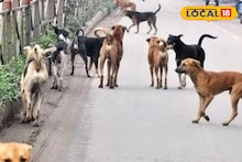 Stray Dog Adoption Rules: পথকুকুর বাড়িতে আনছেন? এই নির্দেশিকা না মানলে আইনি বিপদ ও স্বাস্থ্যঝুঁকির আশঙ্কা