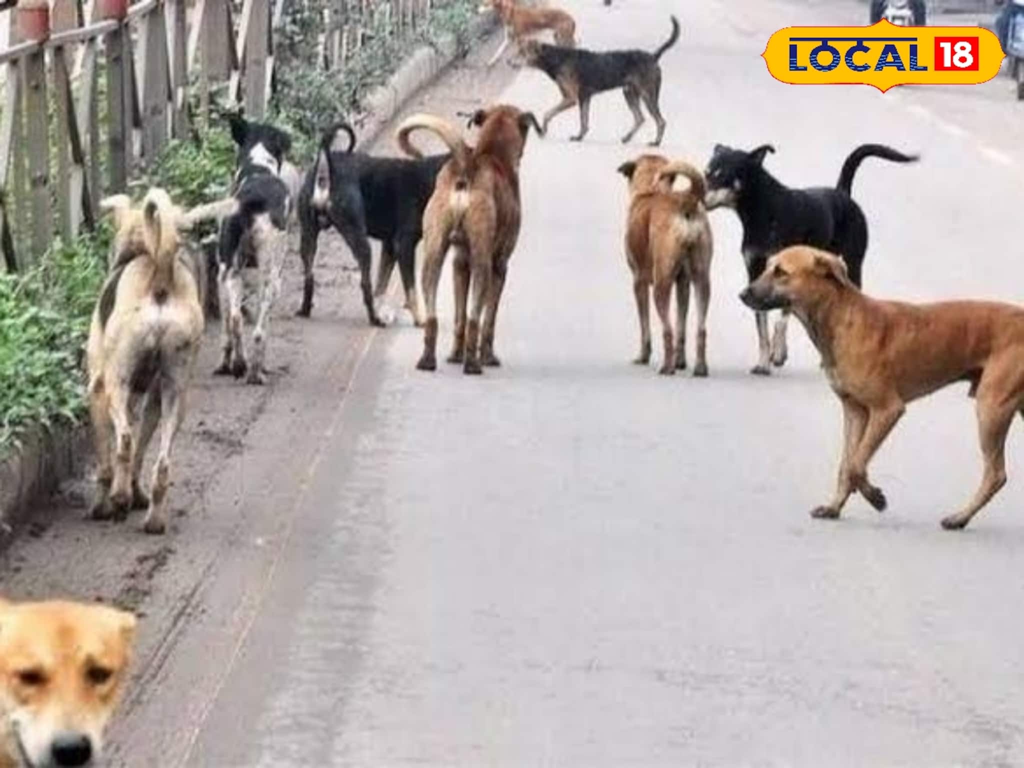 পথকুকুর বাড়িতে আনছেন? প্রাণিসম্পদ দফতরের এই নির্দেশিকা না মানলে হতে পারে জেল!