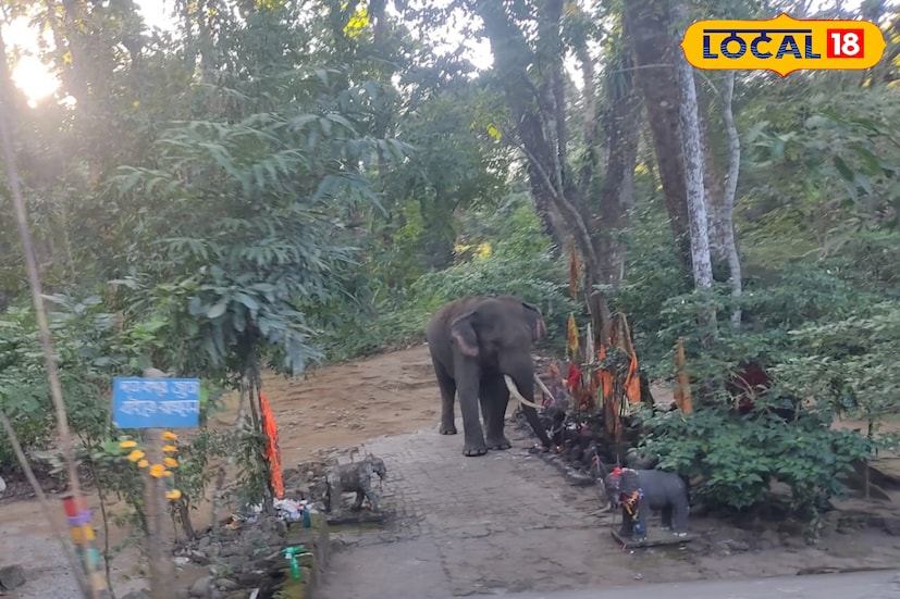 রবিবার মহাশিবরাত্রি। শিবরাত্রিতে জলপাইগুড়ি জেলার লাটাগুড়ি মহাকাল মন্দিরে পুজো দিতে যাবেন ভেবেছেন, তাহলে সাবধানতা ও সতর্কতা অবলম্বন করা অত্যন্ত জরুরি। কী জানাচ্ছে বনদফতর জানুন। (ছবি ও তথ্য: সুরজিৎ দে) 