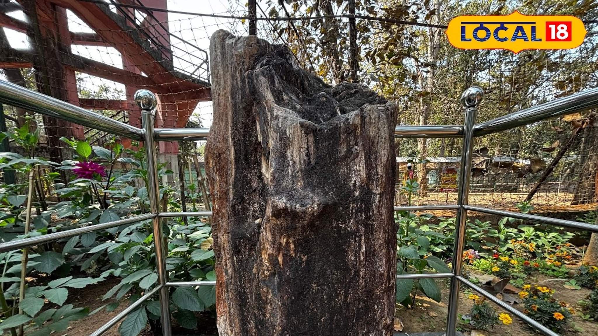 Tree Fossil: পাওয়া গিয়েছিল ডিভিসি-র খাল খননের সময়! ১ কোটি ৬০ লক্ষ বছরের প্রাচীন মায়োসিন যুগের বৃক্ষ-জীবাশ্ম বিস্মিত করে আজও