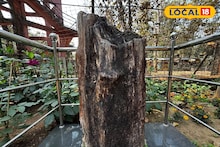 Tree Fossil: পাওয়া গিয়েছিল ডিভিসি-র খাল খননের সময়! ১ কোটি ৬০ লক্ষ বছরের প্রাচীন মায়োসিন যুগের বৃক্ষ-জীবাশ্ম বিস্মিত করে আজও
