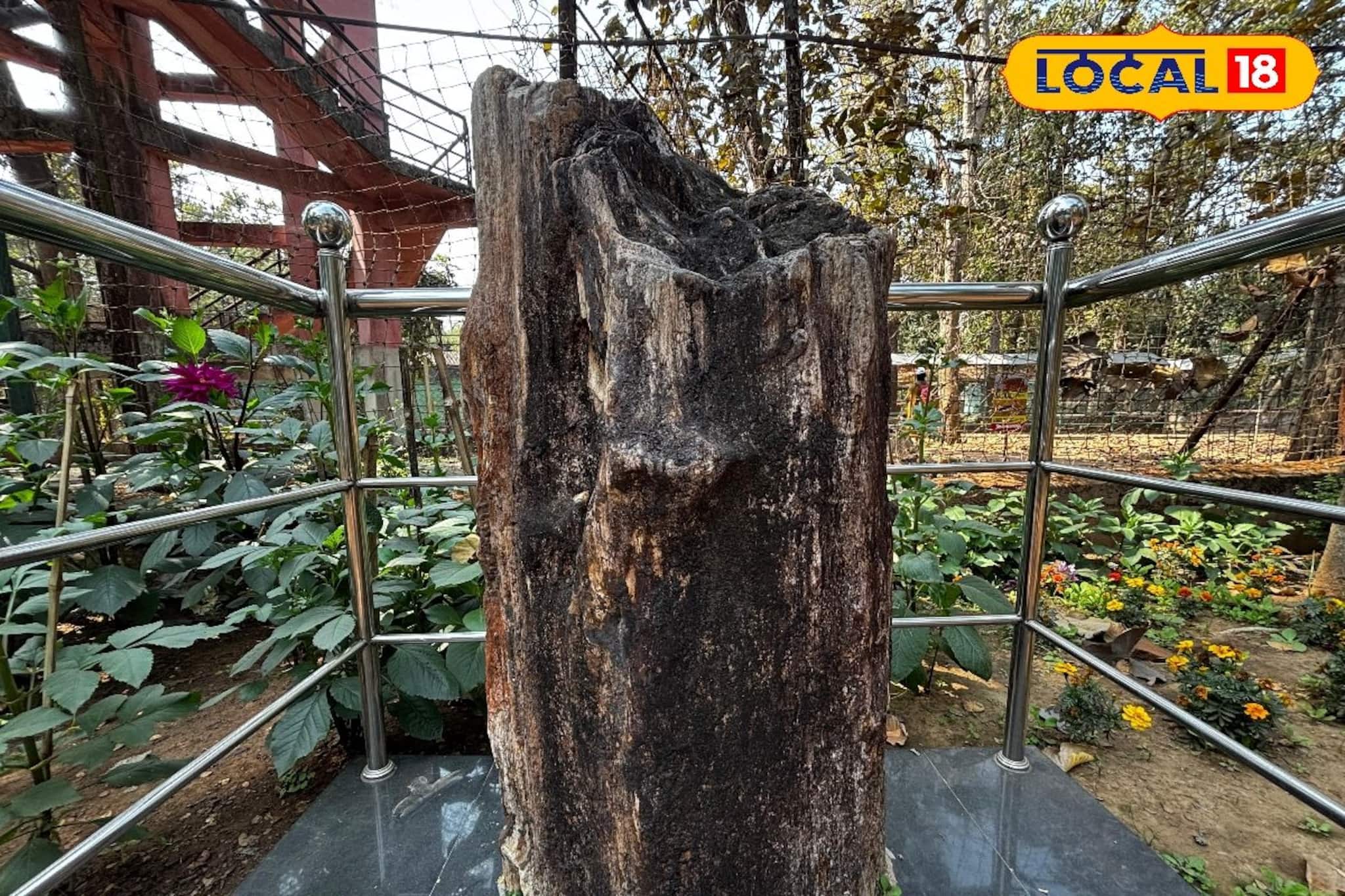 ১ কোটি ৬০ লক্ষ বছরের প্রাচীন মায়োসিন যুগের বৃক্ষ-জীবাশ্ম বিস্মিত করে আজও