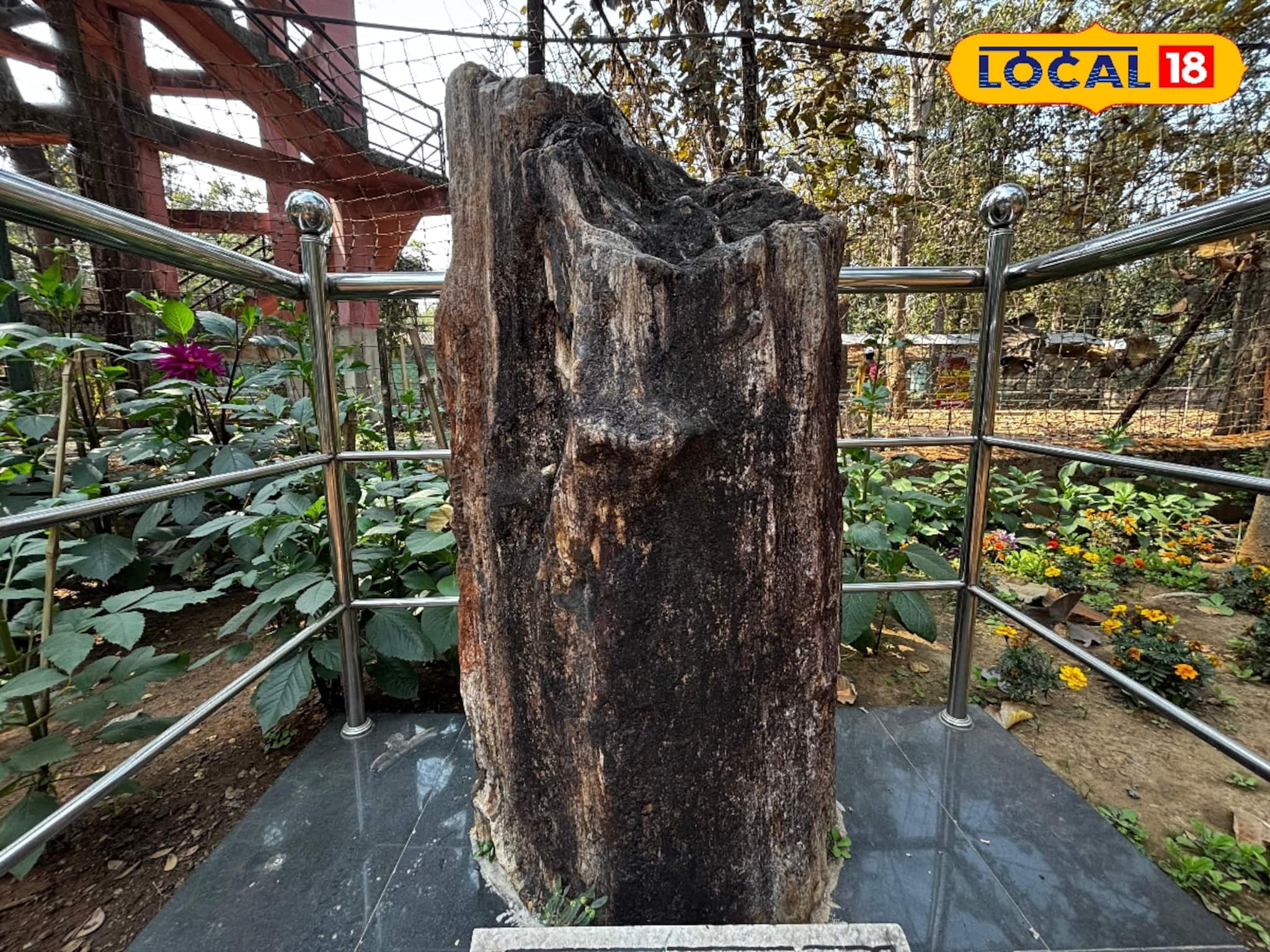 ১ কোটি ৬০ লক্ষ বছরের প্রাচীন মায়োসিন যুগের বৃক্ষ-জীবাশ্ম বিস্মিত করে আজও