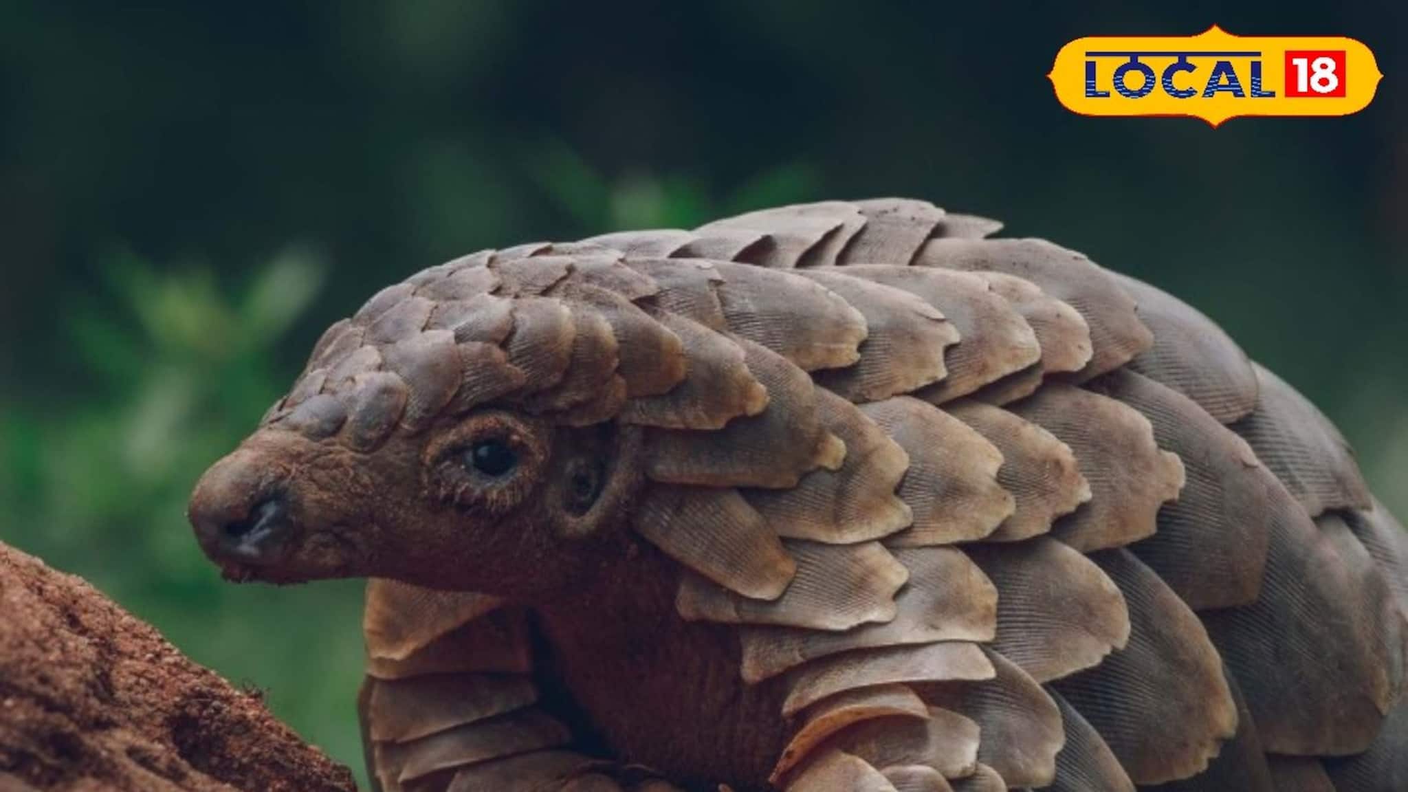 মেঘালয় থেকে প্যাঙ্গোলিনের আঁশ এনে চলছিল চোরাকারবারি,গ্রেফতার ৩