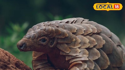 প্যাঙ্গোলিন