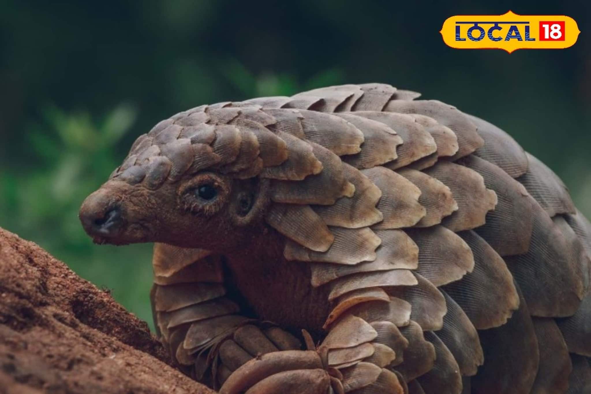 মেঘালয় থেকে প্যাঙ্গোলিনের আঁশ এনে চলছিল চোরাকারবারি,গ্রেফতার ৩