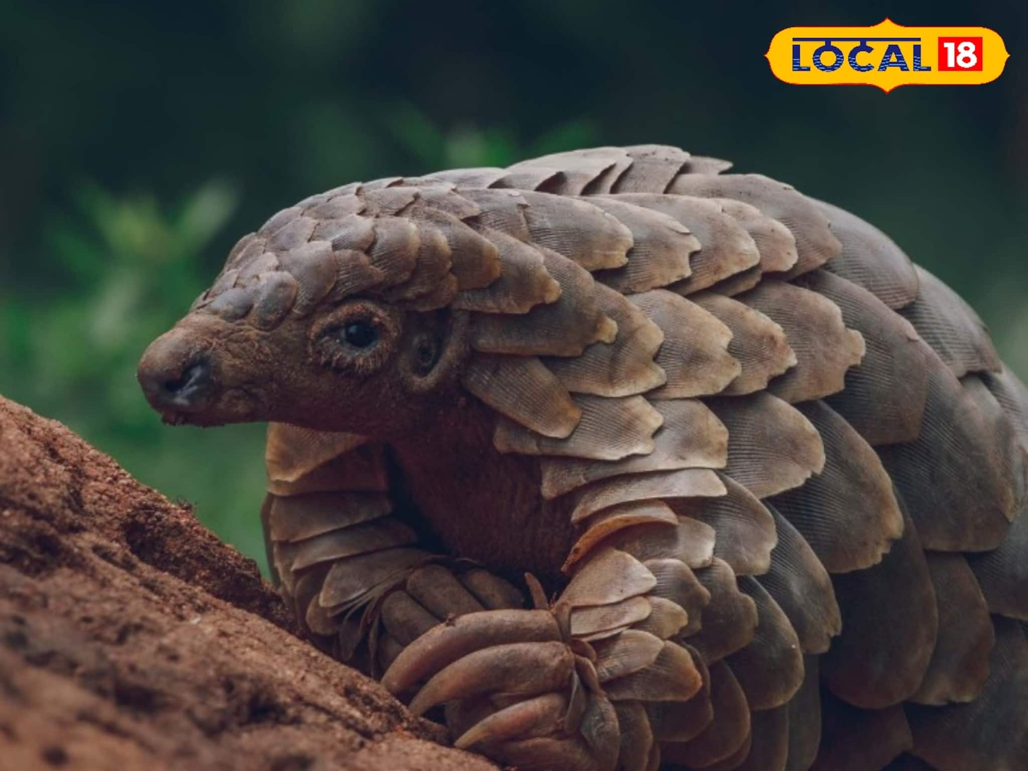 মেঘালয় থেকে প্যাঙ্গোলিনের আঁশ এনে চলছিল চোরাকারবারি,গ্রেফতার ৩