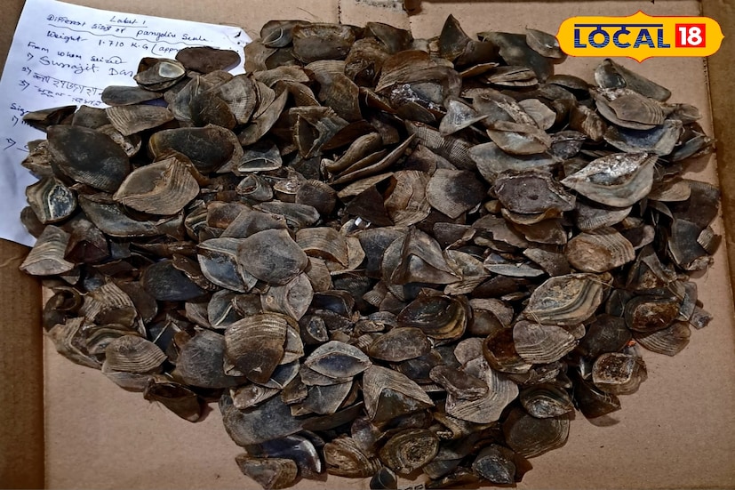 আলিপুরদুয়ার, অনন্যা দে: মেঘালয় থেকে প্যাঙ্গোলিনের আঁশ নিয়ে এসে জমিয়ে রাখার কাজ চলছিল বহুদিন ধরে। আন্তর্জাতিক পাচারের ছক কষেছিল পাচারকারীরা। তবে বন দফতরের অভিযানে সবটা ভেস্তে গেল। প্যাঙ্গোলিনের আঁশ-সহ জলদাপাড়া বন বিভাগের কর্মীদের জালে তিনজন।