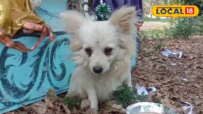 কুকুরছানা বসে রয়েছে রাস্তার ধারে