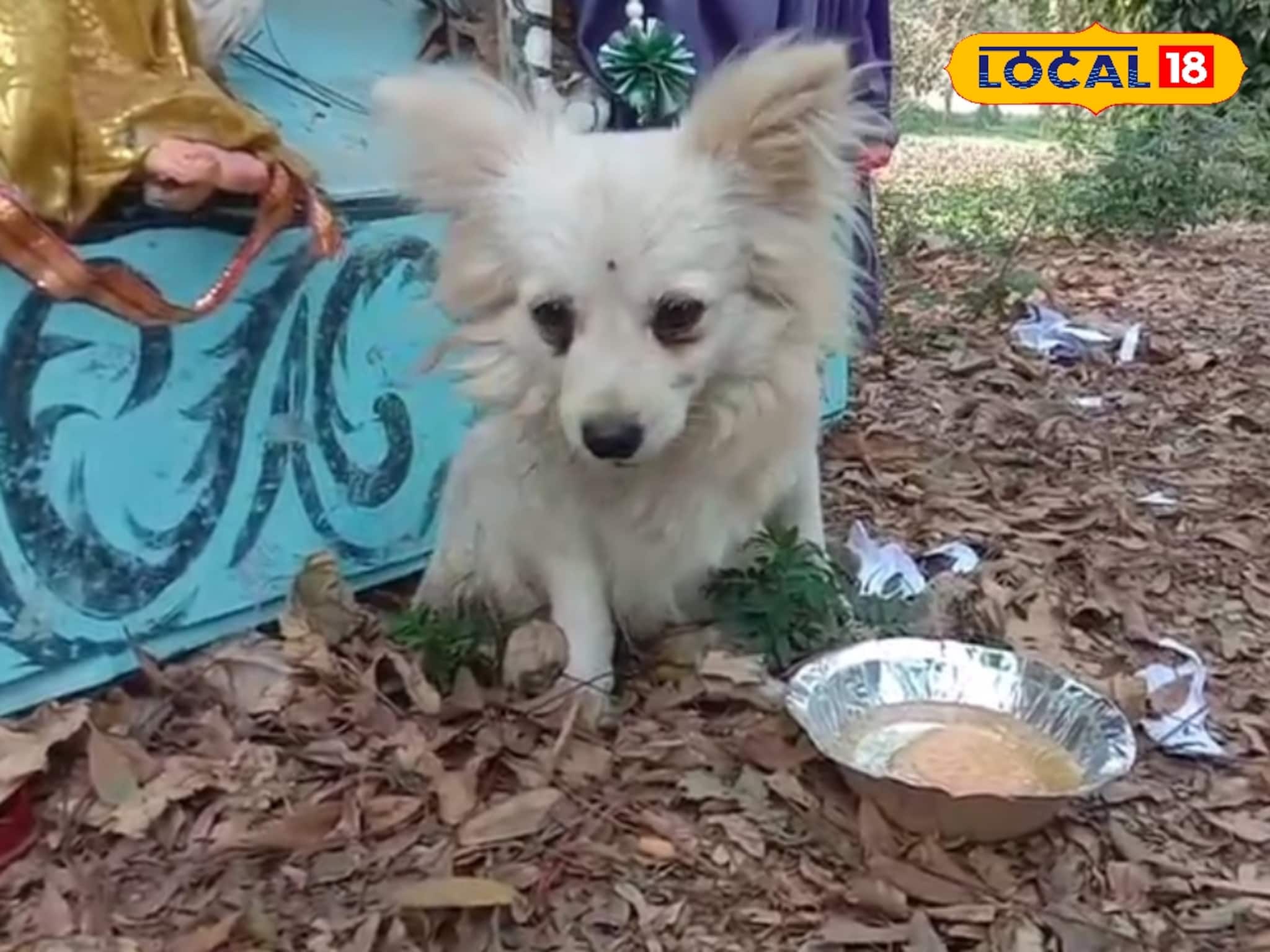 পায়ে গুরুতর ক্ষত, অসুস্থ বলে রাস্তায় ছুড়ে ফেলে দিল বিদেশী কুকুরছানাকে, তারপরই ঘটল...