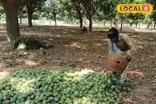 Agriculture News: আম-লিচুর ভারে ঝুলে পড়বে গাছ, 'এই' ছোট্ট নিয়ম মানলেই বছরভর ফল পাবেন