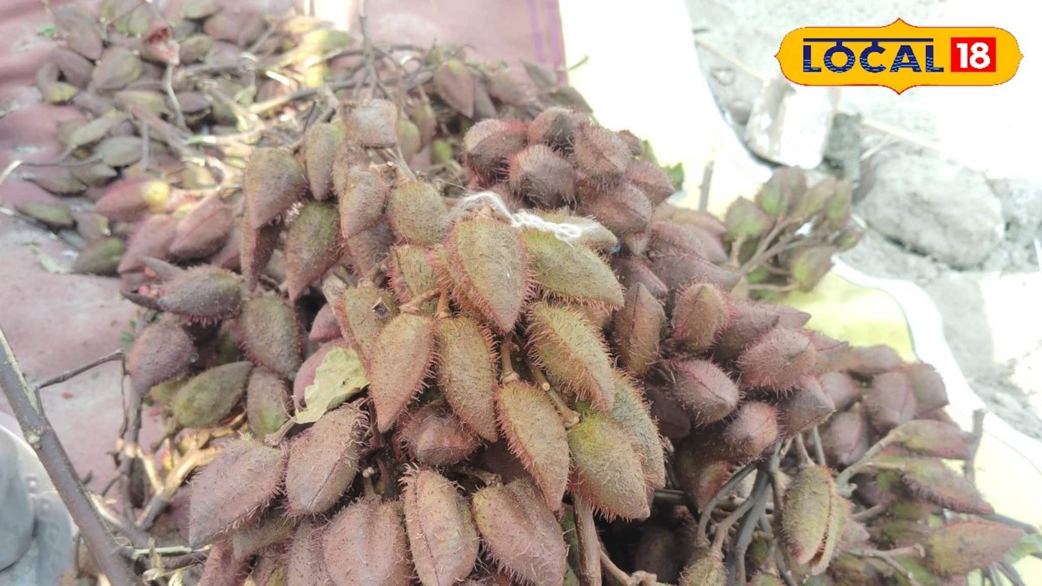 Lipstick Tree: 'লিপস্টিক' গাছের ফল ভাঙলেই টাটকা লাল রং,সাগরের সমুদ্র সৈকতে 'নতুন ফল' বিকোচ্ছে জলের দরে