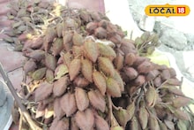 Lipstick Tree: 'লিপস্টিক' গাছের ফল ভাঙলেই টাটকা লাল রং,সাগরের সমুদ্র সৈকতে 'নতুন ফল' বিকোচ্ছে জলের দরে