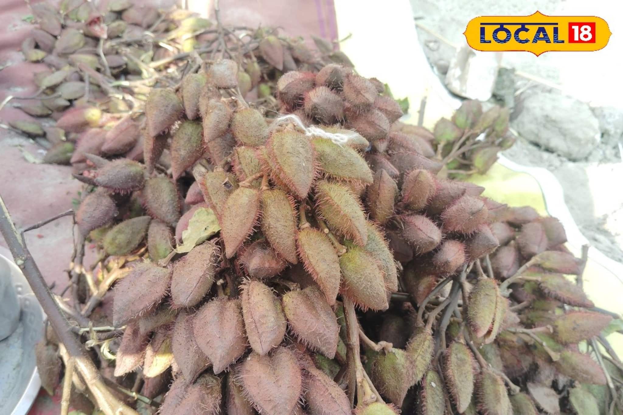 'লিপস্টিক' গাছের ফল ভাঙলেই টাটকা লাল রং,সাগরের সমুদ্র সৈকতে 'নতুন ফল' মিলছে জলের দরে 'লিপস্টিক' গাছের ফল ভাঙলেই টাটকা লাল রং,সাগরের সমুদ্র সৈকতে 'নতুন ফল' মিলছে জলের দরে