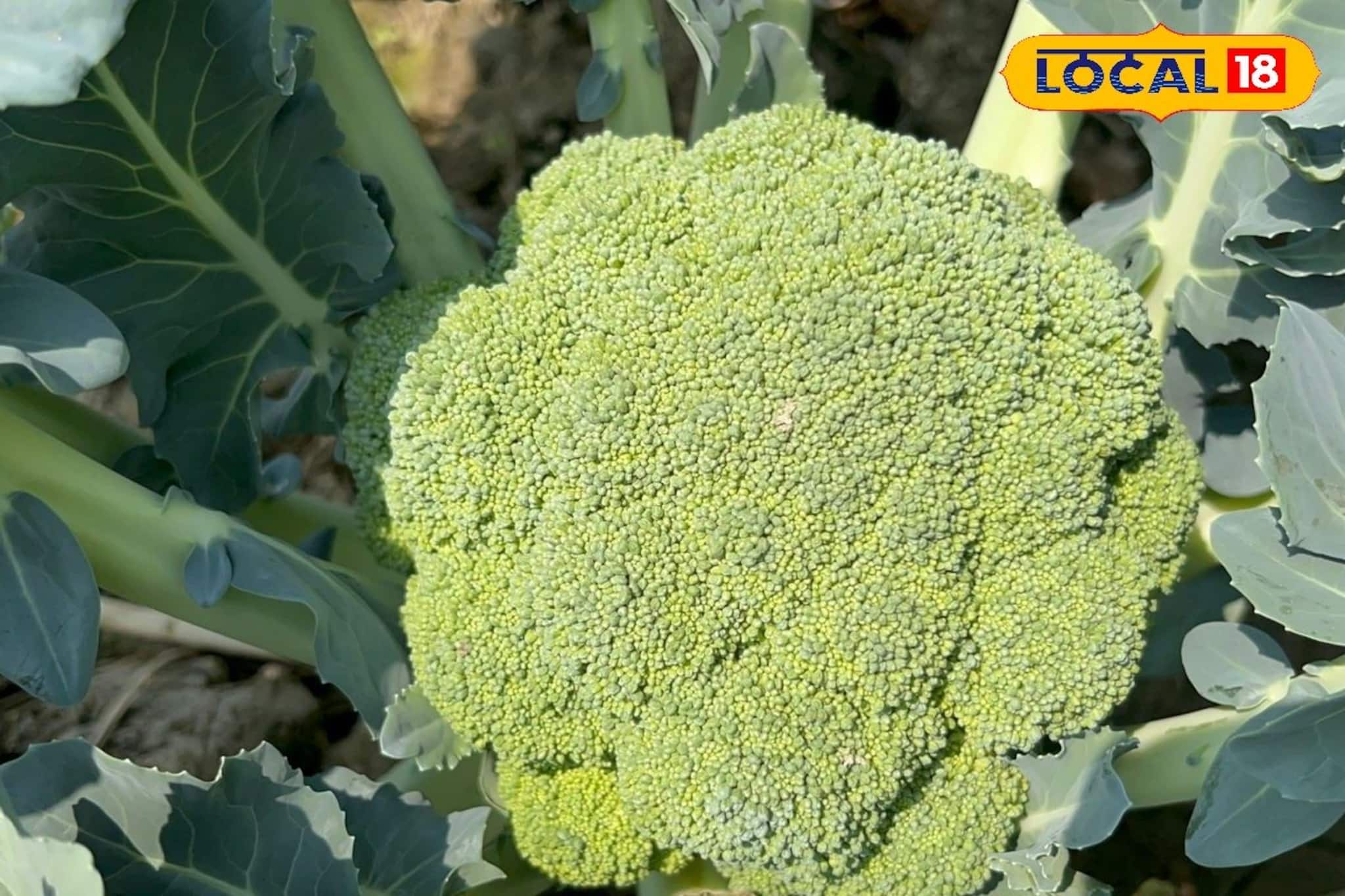 সুন্দরবনে অসময় ফলছে শীতের বিদেশি ফসল! লাভের মুখ দেখছে কৃষক