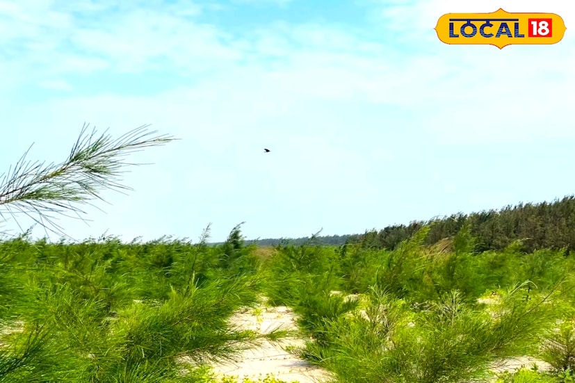 দিঘা, পুরী তো অনেক হল। এবার চলুন ঘুরে আসি দিঘা থেকে সামান্য দূরে একেবারে নির্জন এক সমুদ্র সৈকত থেকে। কলকাতা থেকে পাঁচ ঘণ্টা দূরে অপূর্ব সুন্দর এই সি বিচ। এখানে নেই কোনও যান্ত্রিক কোলাহল। রয়েছে শুধু পাখিদের কলরব আর ঢেউয়ের ছন্দ। বালুচর জুড়ে লাল কাঁকড়ার দৌড়ঝাঁপ। সমুদ্রপাড় জুড়ে সারি সারি ঝাউবন। প্রিয়জন বা পরিবারের সঙ্গে শান্ত একটা দিন কাটানাতে ঘুরে আসুন ভার্জিন এই সমুদ্র সৈকতে।