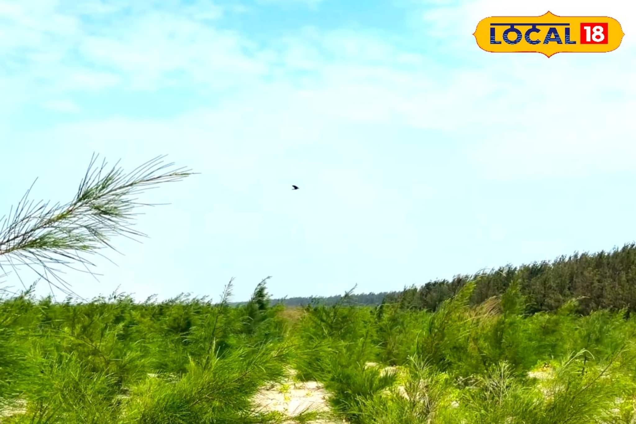 দিঘার ভিড় থেকে মুক্তি! মাত্র ৫ ঘণ্টায় পৌঁছে যান লাল কাঁকড়ায় রাঙা অফবিট এই সমুদ্র সৈকত দিঘার ভিড় থেকে মুক্তি! মাত্র ৫ ঘণ্টায় পৌঁছে যান লাল কাঁকড়ায় রাঙা অফবিট এই সমুদ্র সৈকত