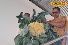 Giant Cauliflower: ফুলকপি তো নয়, এ যেন...! একটি ফুলকপির ওজনেই কুপোকাত বাড়ির মালিক,দৈত্যাকার ফুলকপি দেখতে উপচে পড়া ভিড়