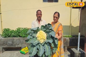 ফুলকপি তো নয়, এ যেন...! একটি ফুলকপির ওজনেই কুপোকাত বাড়ির মালিক,দৈত্যাকার ফুলকপি দেখতে ভিড় ফুলকপি তো নয়, এ যেন...! একটি ফুলকপির ওজনেই কুপোকাত বাড়ির মালিক,দৈত্যাকার ফুলকপি দেখতে ভিড়