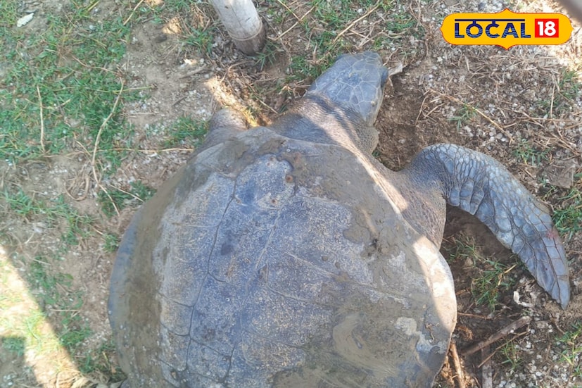 ব্যস্ত মৎস্য খটি। হঠাৎ কী বেশি এল ওটা? চমকে উঠলেন মৎস্যজীবীরা। আচমকা চোখে পড়ল এক অস্বাভাবিক দৃশ্য। বুধবার ঢেউয়ের সঙ্গে ভেসে এল একটি সামুদ্রিক কচ্ছপ। মুহূর্তের মধ্যেই চারদিকে কৌতূহল ছড়িয়ে পড়ে। অনেকে মোবাইলে ছবি তুলতে থাকেন। কেউ আবার আতঙ্কিত হন। মৎস্যজীবী ও স্থানীয় বাসিন্দারা দ্রুত বন দফতরে খবর পাঠান। (তথ্য ও ছবি : মদন মাইতি)