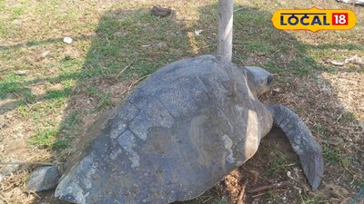 অলিভ রিডলে কচ্ছপ