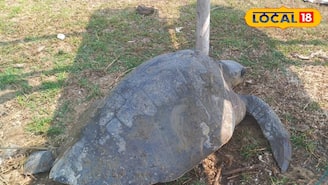 সমুদ্রে ভেসে উঠল বিরাট প্রাণী! দেখেই পালাল সকলে! কী প্রাণী জানেন? আঁতকে উঠবেন