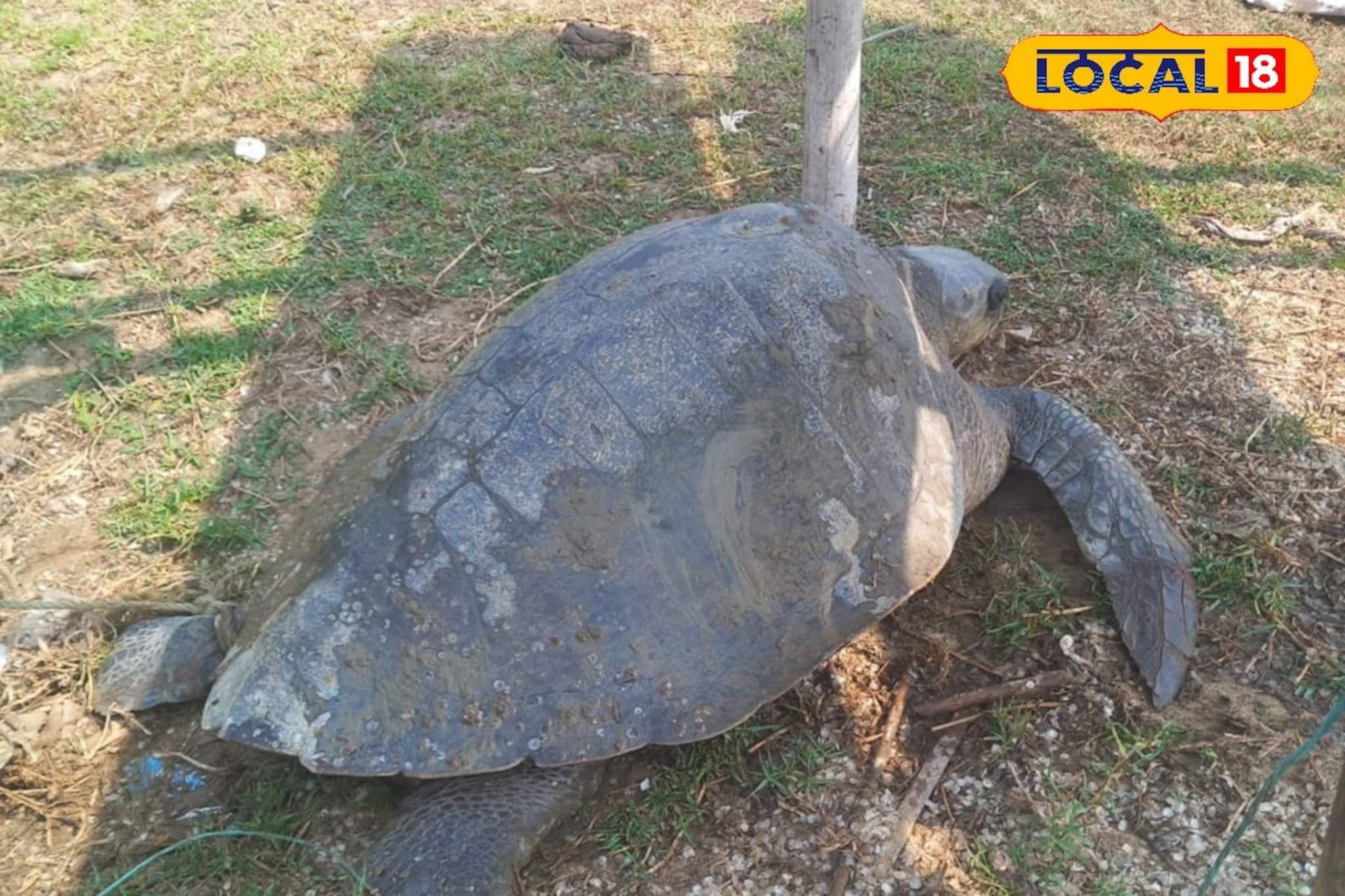 সমুদ্রে ভেসে উঠল বিরাট প্রাণী! দেখেই পালাল সকলে! কী প্রাণী জানেন? আঁতকে উঠবেন সমুদ্রে ভেসে উঠল বিরাট প্রাণী! দেখেই পালাল সকলে! কী প্রাণী জানেন? আঁতকে উঠবেন