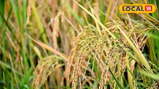 প্রতিকি ছবি