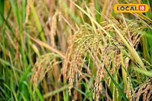 United Nations Recognition: গোবিন্দভোগ, তুলাইপঞ্জির সঙ্গেই রাষ্ট্রপুঞ্জের হেরিটেজ তকমা পেল কনকচূড় ধানের চাল