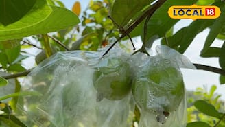 সারা বছর ফলন, বাজারে চাহিদা তুঙ্গে! তাইওয়ান গোলাপি চাষে লাখ টাকার আয়