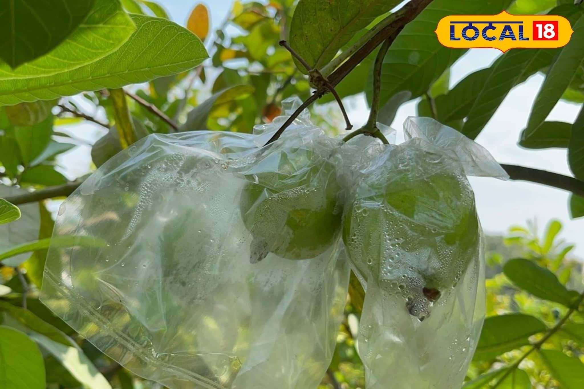 কম খরচে দ্বিগুণ লাভ! মাসে মাসে আয় মোটা টাকা, তাইওয়ান গোলাপি পেয়ারা চাষ করলেই 'মালামাল' কম খরচে দ্বিগুণ লাভ! মাসে মাসে আয় মোটা টাকা, তাইওয়ান গোলাপি পেয়ারা চাষ করলেই 'মালামাল'