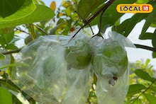 Business Idea: কম খরচে দ্বিগুণ লাভ! মাসে মাসে আয় মোটা টাকা, তাইওয়ান গোলাপি পেয়ারা চাষ করলেই হবেন 'মালামাল'...