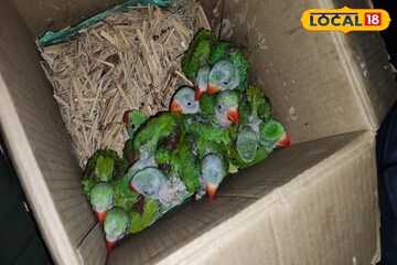 ক্রেতা সেজে চোরাকারবারির ডেরায় হানা! উলুবেড়িয়ায় উদ্ধার ১৫ পাহাড়ি চন্দনা টিয়া