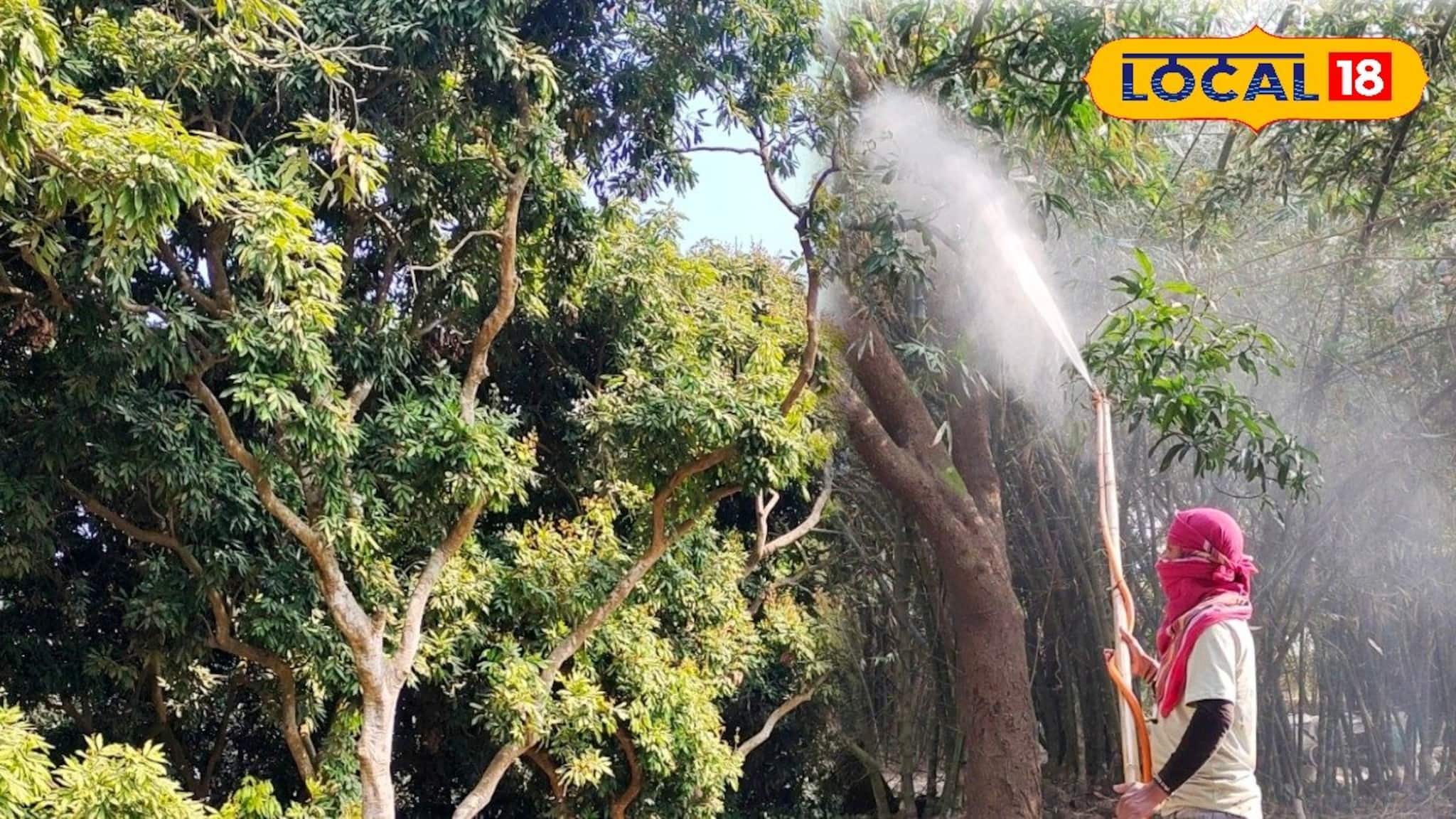 রসাল আর সুস্বাদু লিচুর গোপন মন্ত্র! মরশুমের শুরুতে গাছে স্প্রে করুন 'বিশেষ' মিশ্রন