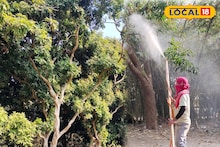 Agriculture News: রসাল আর সুস্বাদু লিচুর গোপন মন্ত্র! মরশুমের শুরুতে গাছে স্প্রে করুন 'বিশেষ' মিশ্রন, লিচুতে ভরবে গাছ, ডাল-পাতা দেখা যাবে না