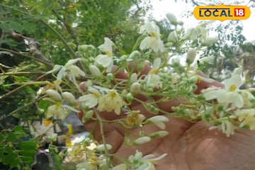 ঋতু পরিবর্তনে বারবার অসুস্থ হচ্ছেন? পাতে রাখুন ফুল, মুশকিল আসান হবে নিমেষেই