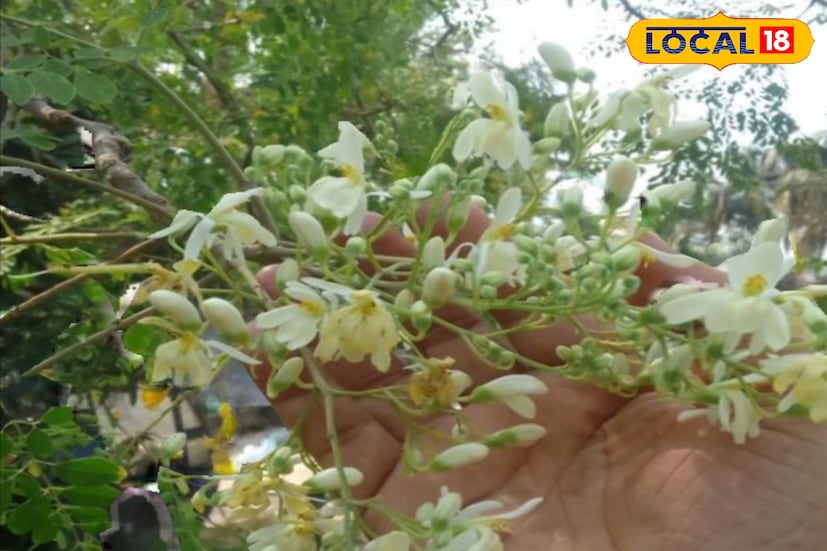 বাংলা ক্যালেন্ডারের পাতায় ফাল্গুন মাস। অর্থাৎ ঋতু পরিবর্তনের শুরু। শীতের ঘরে তালা। ফাগুনের দখিনা হাওয়া একটু একটু করে বাড়িতে তাপমাত্রা। এই ঋতু পরিবর্তনের সঙ্গে সঙ্গেই আসে জ্বর সর্দি কাশি সহ বিভিন্ন ধরনের অসুখ-বিসুখ। ফলে এই সময় সুস্থ রাখতে এই ঘরোয়া পদ্ধতি জুড়ি মেলা ভার। (ছবি ও তথ্য: সৈকত শী) 