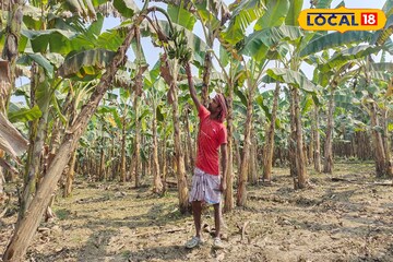 একদিনেই ৫০০-৬০০ টাকা রোজগার! কলা চাষে বদলে গেল মালদহের কৃষকের জীবন