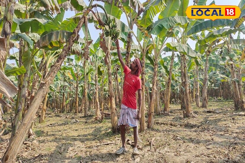 কানে শুনতে পান না, কথা বলতে পারেন না। তবুও নিয়মিত পরিচর্যার মধ্য দিয়ে কলা চাষ করে আর্থিকভাবে স্বাবলম্বী হচ্ছেন মালদহের বিশেষভাবে সক্ষম এক কলা চাষি। নিজের জমি না থাকলেও অন্যের জমি লিজ নিয়ে প্রায় ৩ বিঘা জমির উপর কলা চাষ করেছেন তিনি। (ছবি ও তথ্যঃ জিএম মোমিন)
