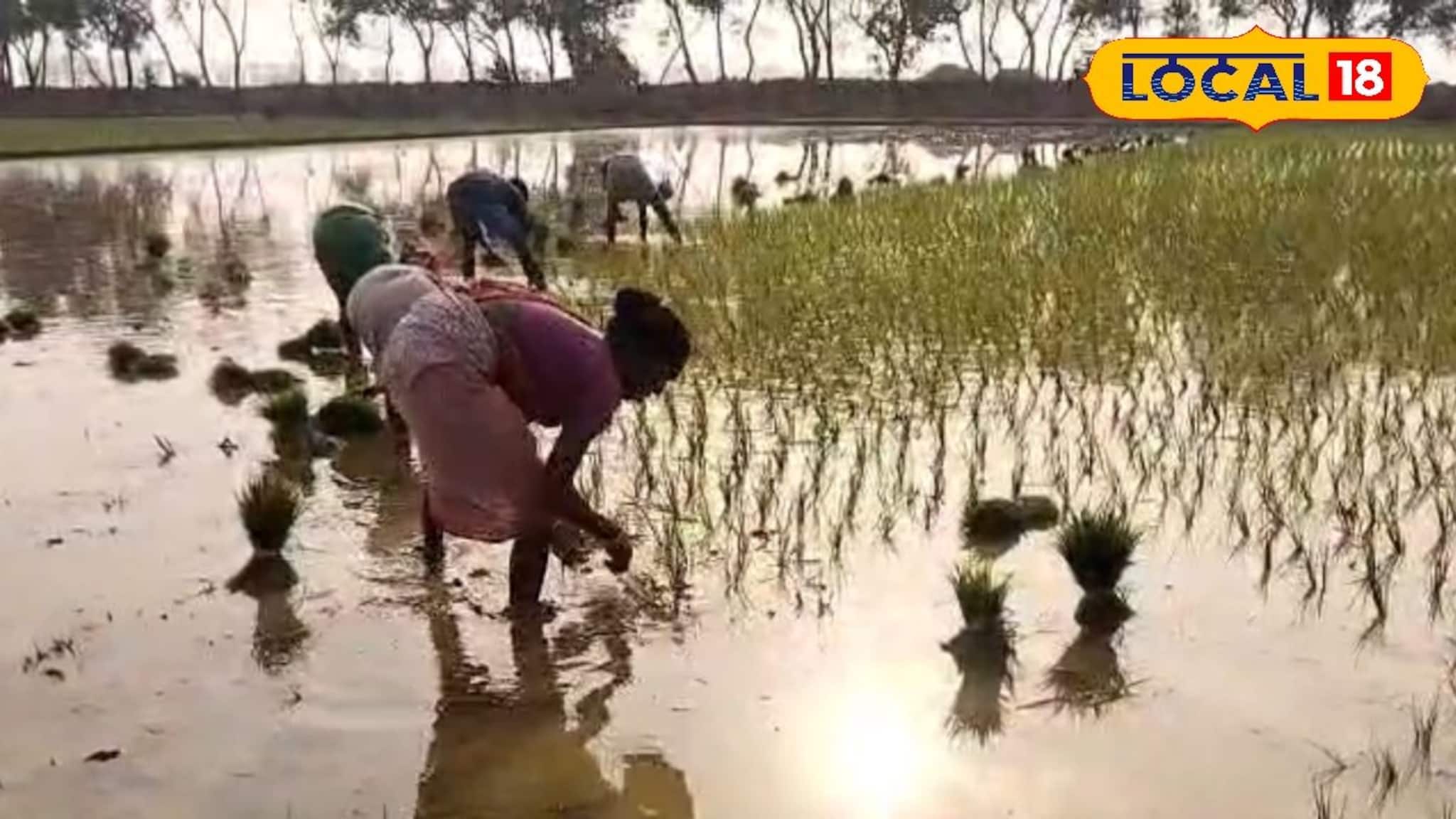জিআই ট্যাগের পর আন্তর্জাতিক স্বীকৃতি পেল গোবিন্দভোগ! বিশ্বদরবারে বাংলার সুগন্ধি চাল, কৃষকদের মুখে কি ফুটবে হাসি?