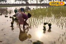 জিআই ট্যাগের পর আন্তর্জাতিক স্বীকৃতি পেল গোবিন্দভোগ! বিশ্বদরবারে বাংলার সুগন্ধি চাল, কৃষকদের মুখে কি ফুটবে হাসি?