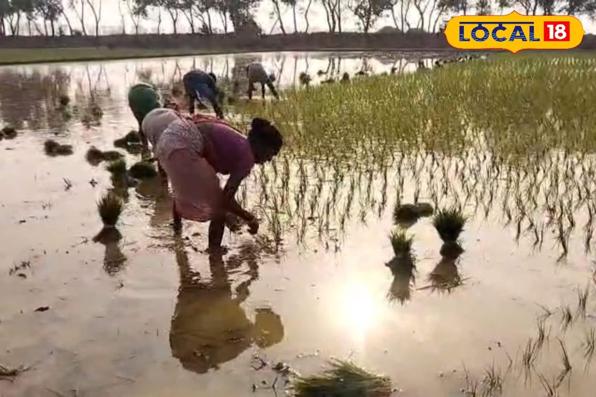 বিশ্বদরবারে বাংলার সুগন্ধি চাল, কৃষকদের মুখে কি ফুটবে হাসি? বিশ্বদরবারে বাংলার সুগন্ধি চাল, কৃষকদের মুখে কি ফুটবে হাসি?