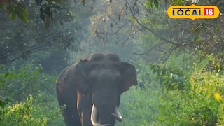 হাতি হাতি