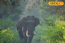 Forest Department : বন দফতরের বারণ সত্ত্বেও জঙ্গলে ঘুরছিল বৃদ্ধ-বৃদ্ধা! এর পর যা হল, প্রাণ হারাতে হল একজনকে