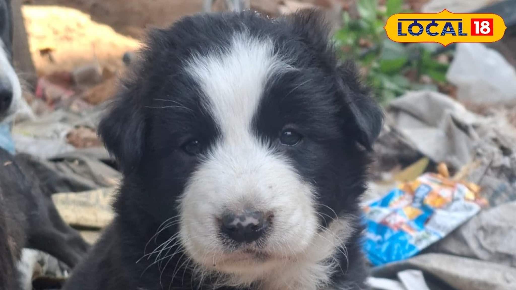 রক্তের টান নয়, হৃদয়ের বাঁধন, নিখোঁজ টুনটুনির খোঁজে নাওয়া-খাওয়া ভুলেছে মা ও দে পরিবার