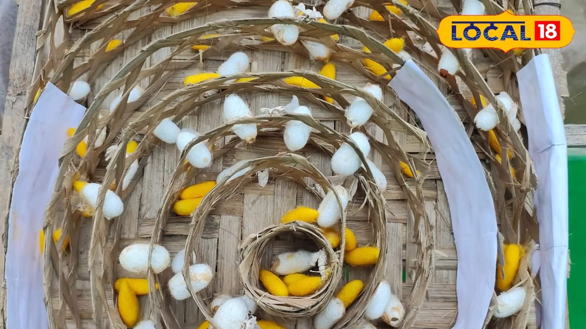 Money Making Tips: অভাবের দিন শেষ! ঘরে বসেই মাসে ৩৫ হাজার টাকা আয়! রেশম চাষে কীভাবে স্বনির্ভর হচ্ছেন বাংলার গ্রামের মহিলারা?