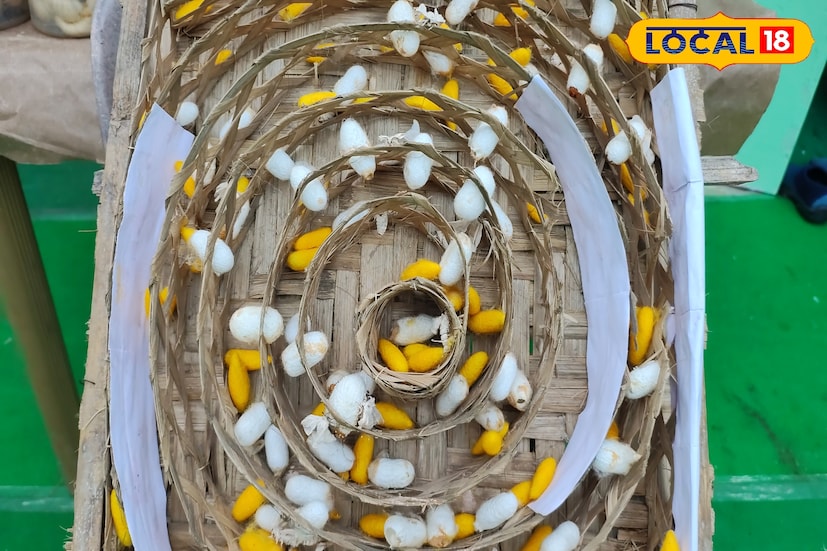 নদিয়ার করিমপুরের হরেকৃষ্ণপুর এলাকায় গুটিপোকা চাষ করে স্বনির্ভরতার নতুন দিশা দেখাচ্ছেন একদল মহিলা। নিজেদের উদ্যোগে রেশমের পোকা পালন করে সেই গুটি থেকে সুতো বার করছেন তাঁরা। (ছবি ও তথ্য: মৈনাক দেবনাথ)