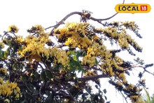 Holud Palash: তমলুকে বসন্তের ‘হলুদ’ বিপ্লব! রাঙা পলাশের বদলে কেন ফুটছে হলুদ পলাশ?