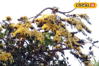 তমলুকে বসন্তের ‘হলুদ’ বিপ্লব! রাঙা পলাশের বদলে কেন ফুটছে হলুদ পলাশ?